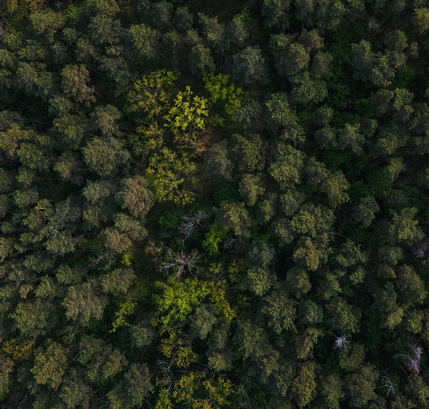 Aerial view of a forest canopy